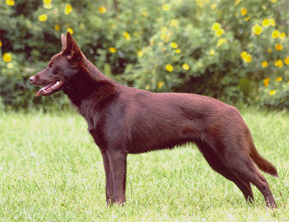 Australian_kelpie_dog_big