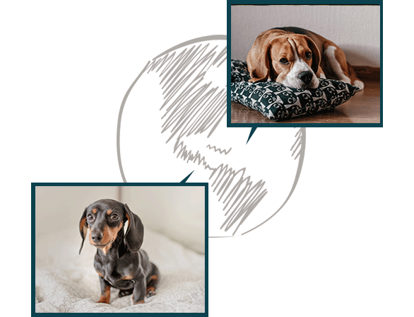 dog_hound_first