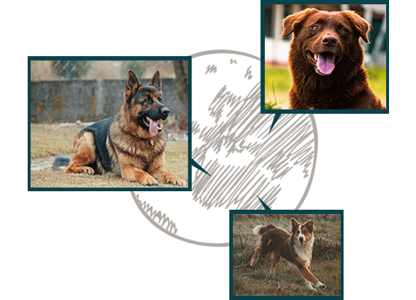 dog_shepard_first