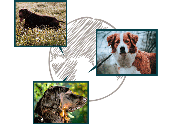 dog_sporting_first