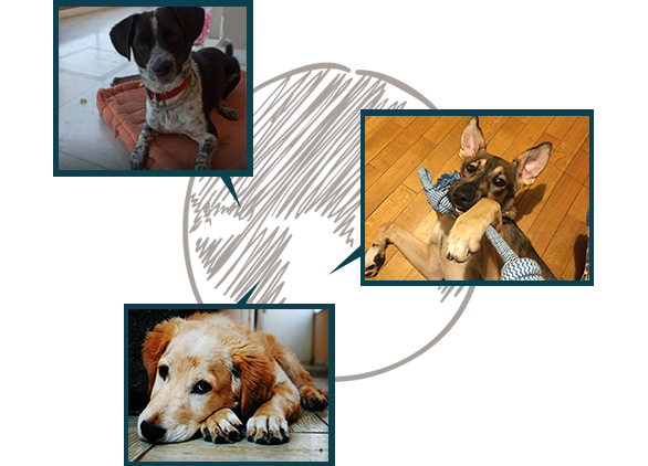 mix_breed_page_2