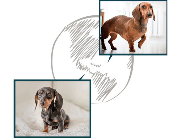 dog_hound_new_first