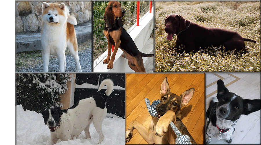 dog_page_4