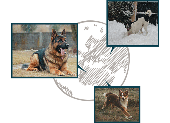 dog_shepard_new_first