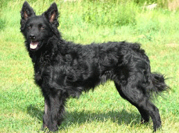 hrvatski_croatian_sheepdog_big