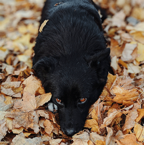 schipperke_big