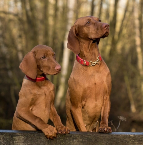 dog-viszla-close