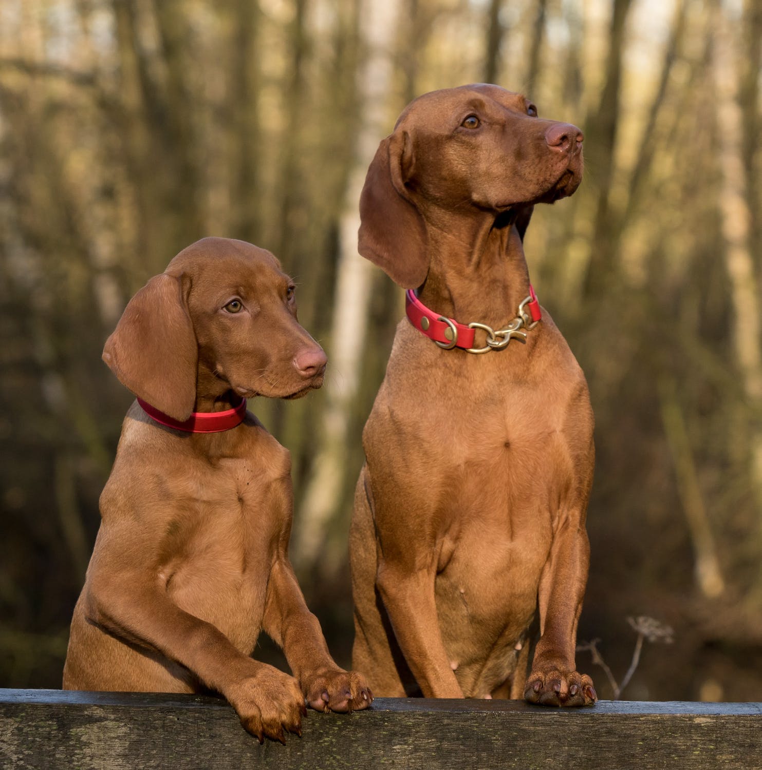 dog-viszla-close